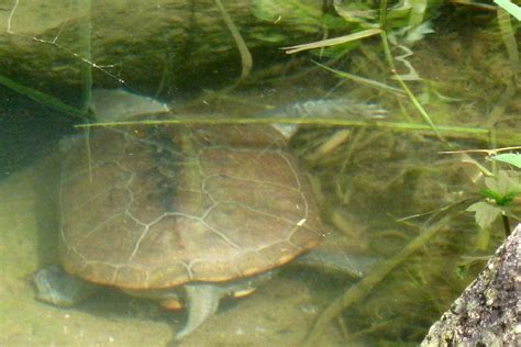 草龜|草龜（Chinese Pond Turtle）的壽命沒有你想的那麼長